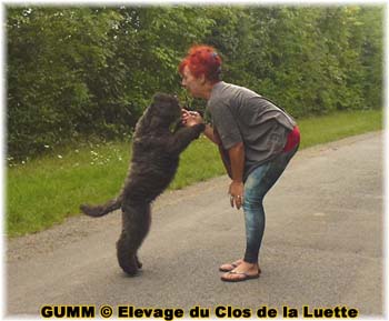 bouvier des flandres photo chiot - Elevage Clos Luette - COPYRIGHT DEPOSE
